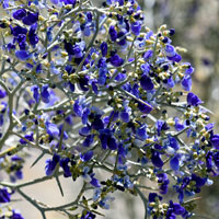 Smoketree or Indigobush, Psorothamnus spinosus